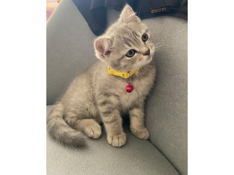 Çok tatlı 3 aylık kedimiz