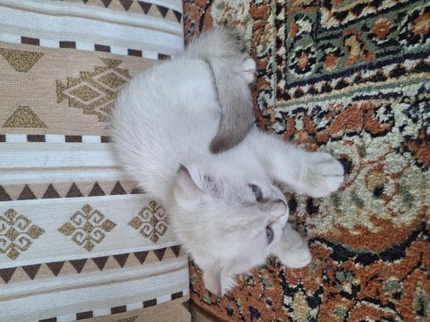 2 aylık dişi british shorthair özel ırk