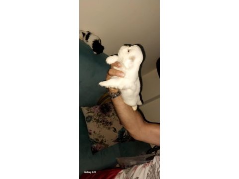 En güzel pekinez yavruları