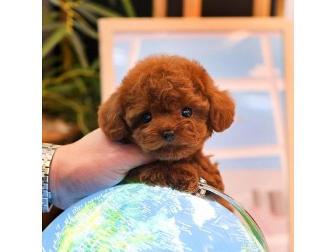 Show kalıte toy poodle yavrularım
