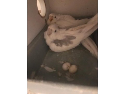 5 yumurtalı takım erkek heavy dişi albino sultan