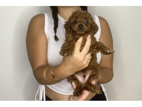 Sağlık garantili toy poodle