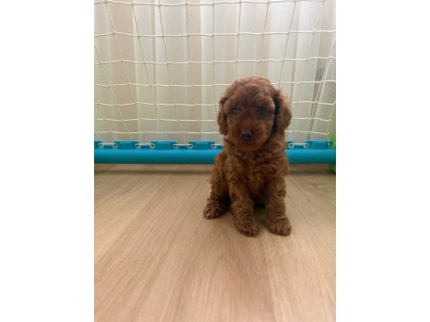 Son dişi yavru 50 günlük poodle
