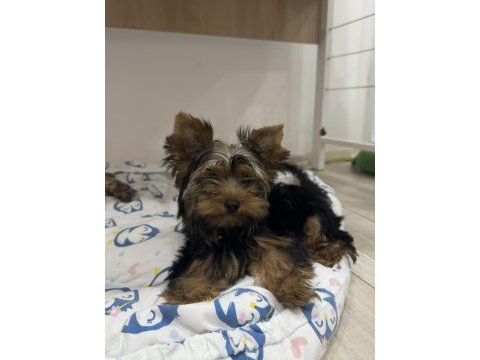 Orijinal erkek yorkshire terrier yavru