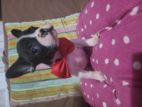 Safkan french bulldog erkek bebek