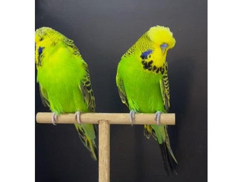 Show jumbo muhabbet kuşu