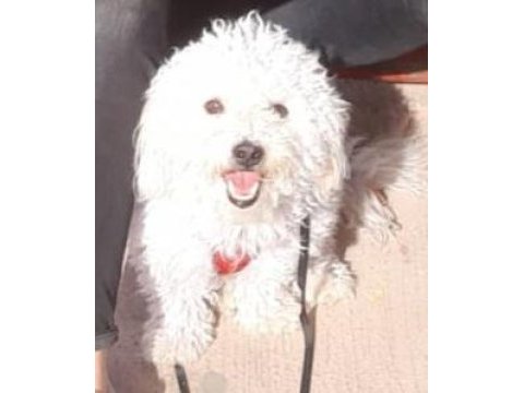 Erkek 2 yaşında terrier