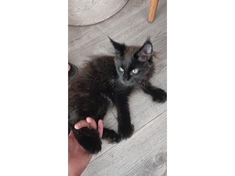 Maine coon dişi yavru polydact 6677