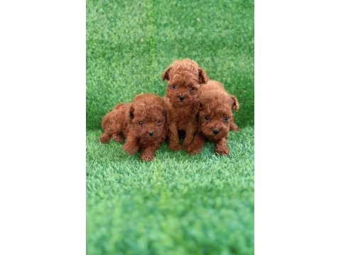 Teacup kore poodle yavrular