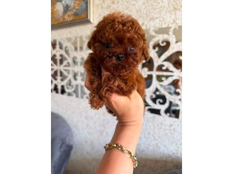 Nadir renk ve anatomide, soy şecereli poodle yavrularımız