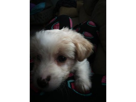 Maltipoo 2 aylık