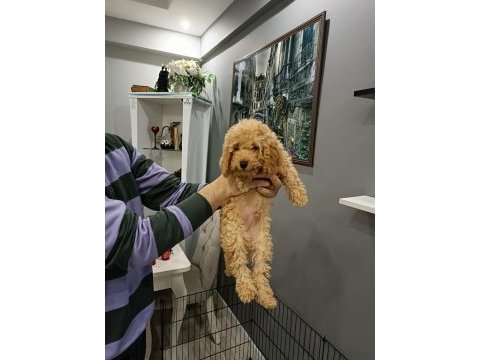 3 aylık toy poodle