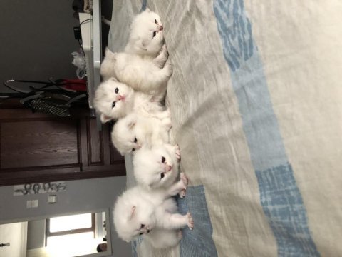 Kendi kedimin british longhair yavruları