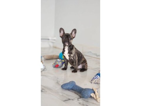 Muhteşem french bulldog yavruları