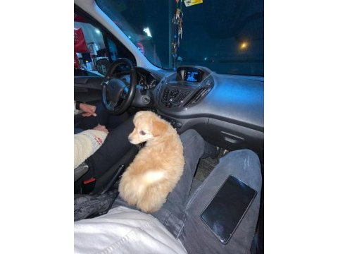 2 adet yavru süs köpeği maltipoo ve melez