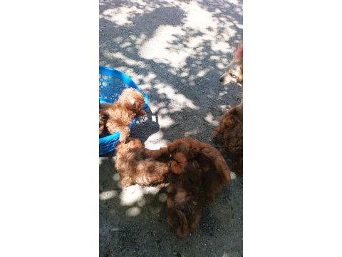 Kore toy poodle