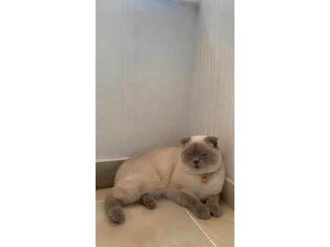 Duman ev arıyor british shorthair