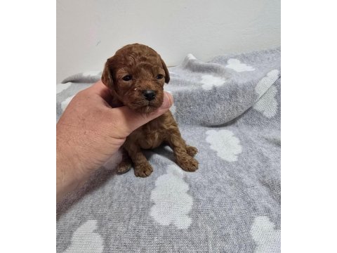 Yasal köpek çiftliğinden toy poodle yavrularımız