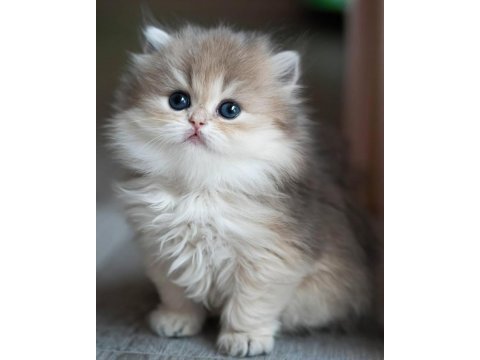 Pofuduk ay golden british longhair
