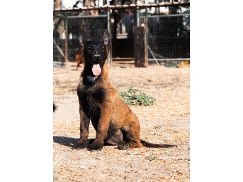 Türkiyedeki en özel malinois yavrular