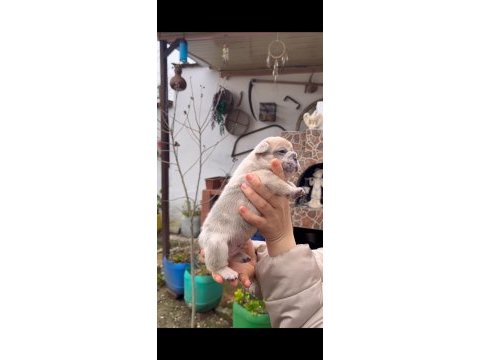 Safkan egzotik french bulldog yavrularım rezervede