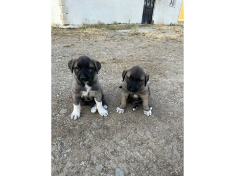 Orjinal sivas kangal yavruları