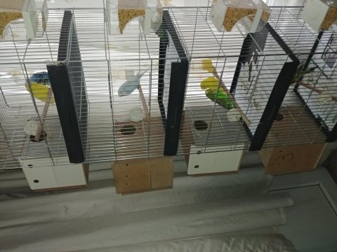 4 takım çift muhabbet kuşu her şeyiyle beraber