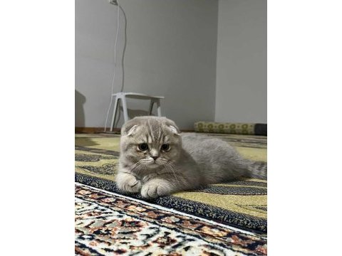 Scottish fold kedimize sıcak yuva arıyoruz