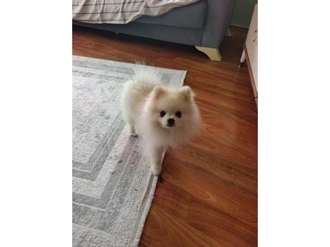 Erkek pomeranian 10 aylık