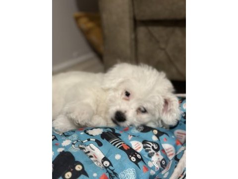 Maltese terrier kızımıza yeni yuva
