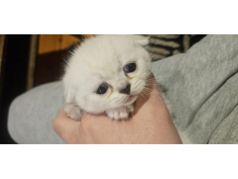 Kar beyazı 3 yavru scottish fold