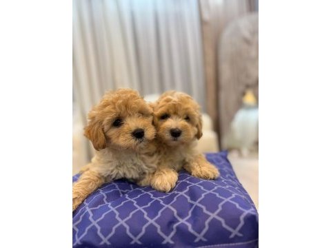 Tüy yumağı maltipoo
