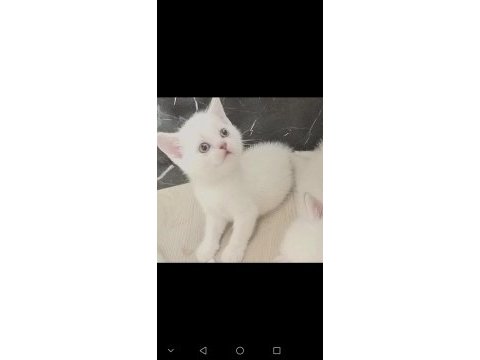 Safkan british shorthair mavi gözlü yavrular