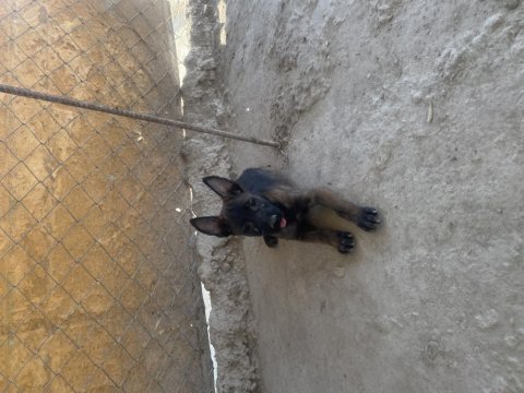 A kalite malinois yavrularımız