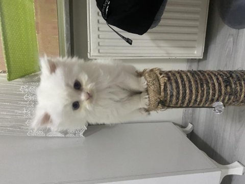 British longhair