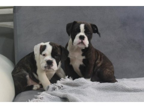Avrupa standartlarında ingiliz bulldog