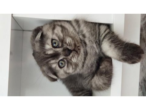 Karabük scottish fold