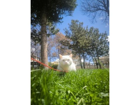 British shorthair oğlumuz mia