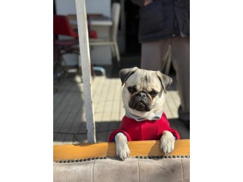 Sıfır burun gül kuyruk pug