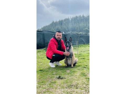 Belçika malinois yavruları