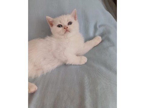 British shorthair kedisi