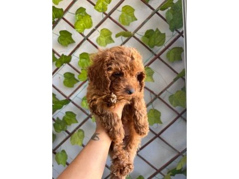 Toy poodle yavrular