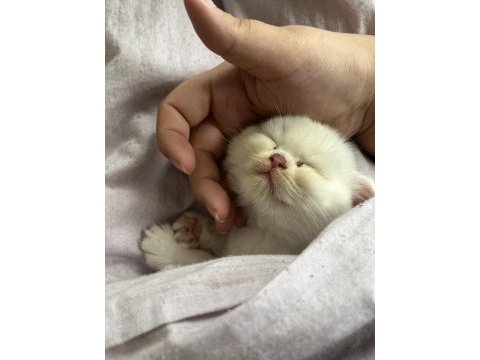 Sevimli sağlıklı scottish fold yavrularımız