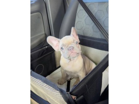 French bulldog yavruları