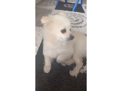 Acil pomeranian boo