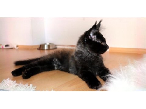 Safkan şecereli erkek maine coon (bütün aşıları tamam)