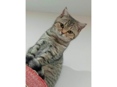 Kırma kedi british