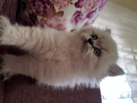 British longhair blue point