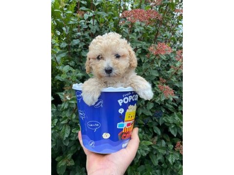Kore kanı maltipoo yavrularımız