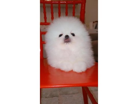 Mükemmel kalitede bir yavru ultra mini boy pomeranian